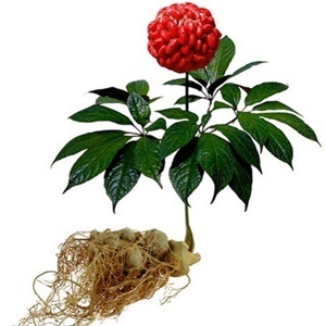 Le Ginseng dans la composition